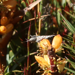 Chrysolarentia bertha