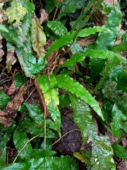 Leptochilus wrightii