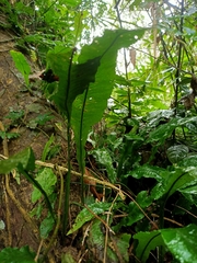 Leptochilus wrightii