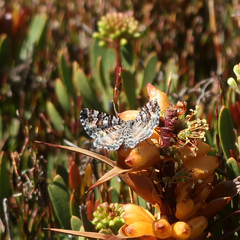 Chrysolarentia bertha