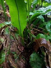 Leptochilus wrightii