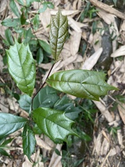 Eustigma oblongifolium