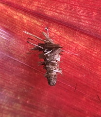 Brachycyttarus griseus