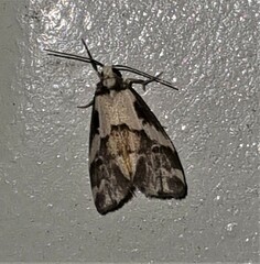 Philenora chionastis