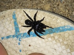 Sphodros niger