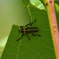 Eudiagogus episcopalis