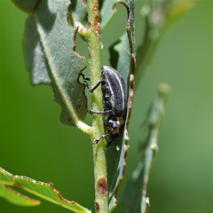 Eudiagogus episcopalis