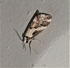 Philenora chionastis