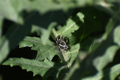 Bagrada hilaris