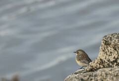 Setophaga coronata coronata × auduboni