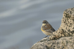 Setophaga coronata coronata × auduboni