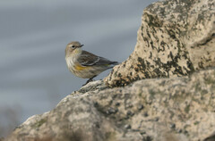 Setophaga coronata coronata × auduboni