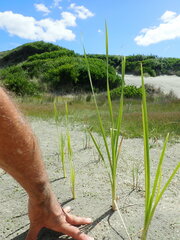 Typha orientalis