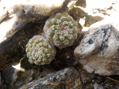 Strombocactus disciformis disciformis