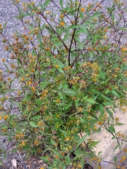 Bidens frondosa