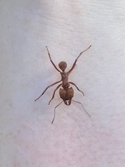 Atta cephalotes