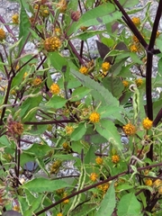 Bidens frondosa