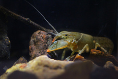 Cambarus latimanus