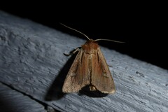 Ichneutica atristriga