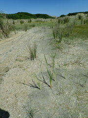 Typha orientalis