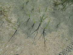 Typha orientalis