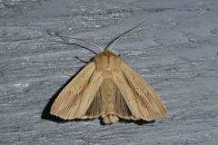 Ichneutica semivittata
