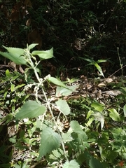 Sphaeralcea bonariensis