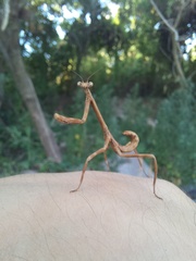 Pseudovates iheringi