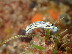 Hypselodoris maritima