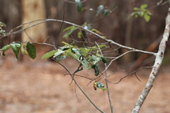 Psychonotis caelius
