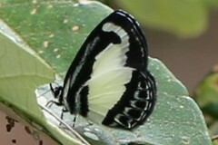 Psychonotis caelius
