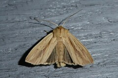 Ichneutica semivittata