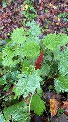 Urtica thunbergiana