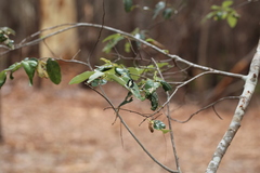 Psychonotis caelius