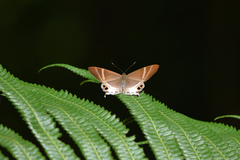 Abisara aita