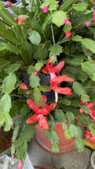 Schlumbergera truncata