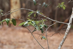 Psychonotis caelius