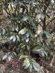 Lasianthus chinensis