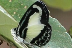 Psychonotis caelius