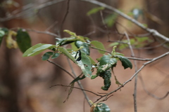 Psychonotis caelius