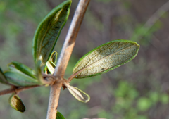 Lonicera subspicata