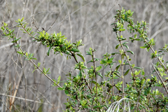Lonicera subspicata