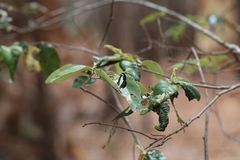 Psychonotis caelius