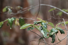 Psychonotis caelius