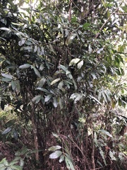 Lasianthus chinensis