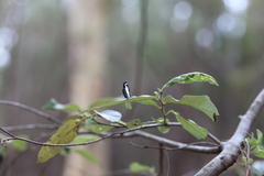 Psychonotis caelius