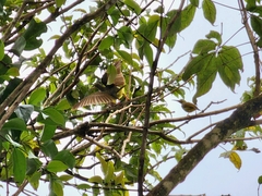 Arachnothera flavigaster