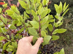 Arctostaphylos manzanita
