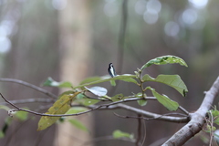 Psychonotis caelius