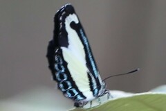 Psychonotis caelius